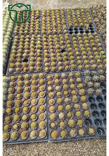 Notocactus Leninghausii 5.5 Cm Saksıda