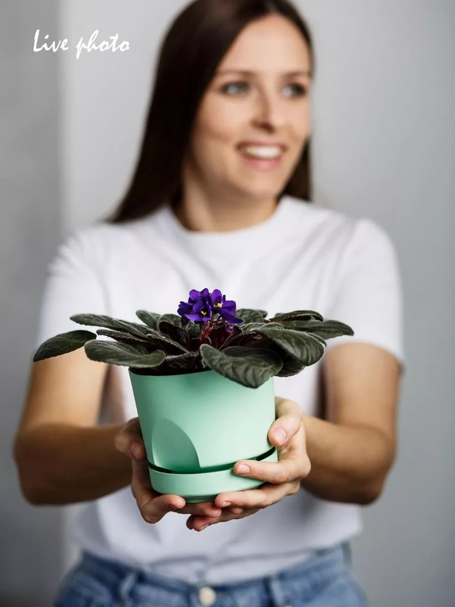 La Decoro Sukulentler İçin Saksı, Menekşe Saksıları, Kaktüs Saksısı. 233787581