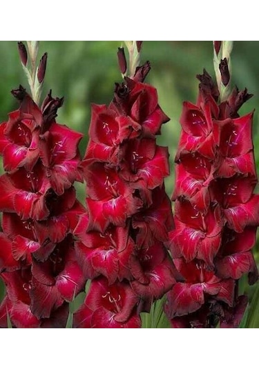 Bizet Gladiolus Glayör Çiçeği Soğanı 2 Adet