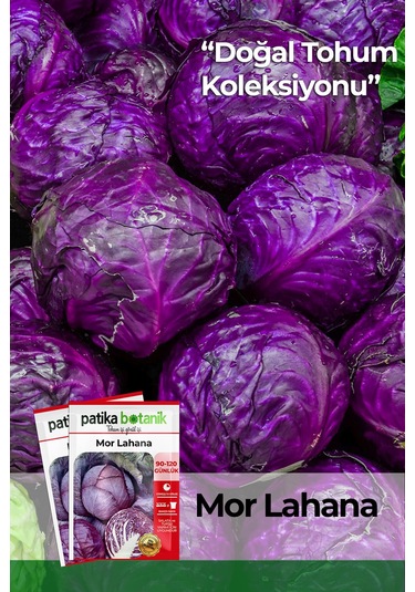 Patika Botanik 500 Adet Mor Kırmızı Lahana Tohumu