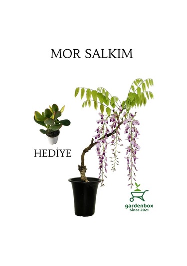 Mor Salkım Ağacı Fidanı Sarmaşık 1 Adet Saksılı 40-60cm+yeşim Para Çiçeği