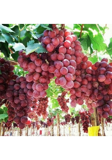 Pembemsi Kırmızı Üzüm Fidanı "red Globe" 1-2 Yaş Arası Tüplü
