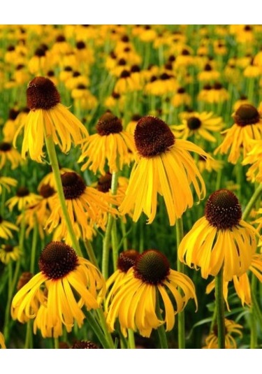 Sarı Ekinezya Tohumu 50 Adet