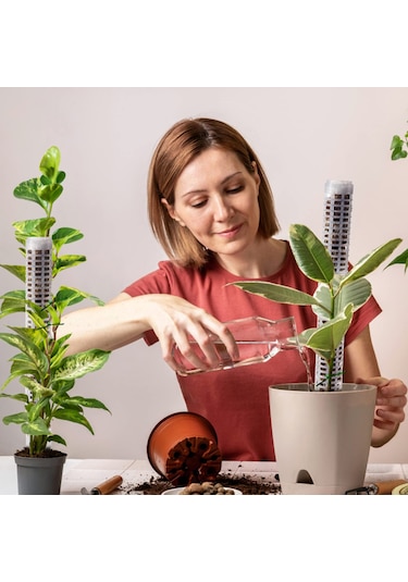 Lebihmurah 4139 Ana Sayfaınn Saksı Bitkileri Çerçeve Katı Yapı İç Mekan Bitkileri Tırmanan Yosun Direği Yosun Çubukları