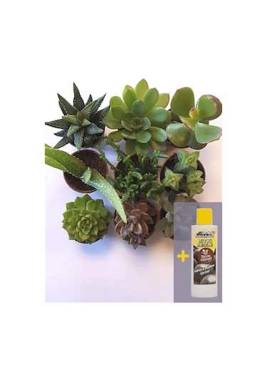 905b - 9'lu Sukulent Seti Ve Sukulent Besini 225 Ml
