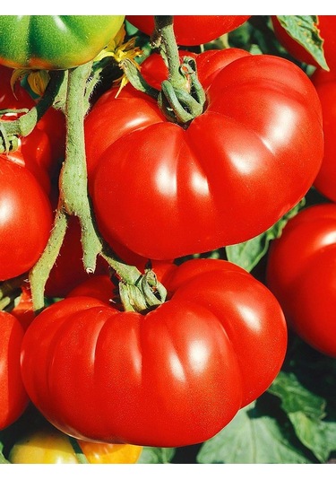 Doğal Antep Domatesi Tohumu 100 Ad Tohum