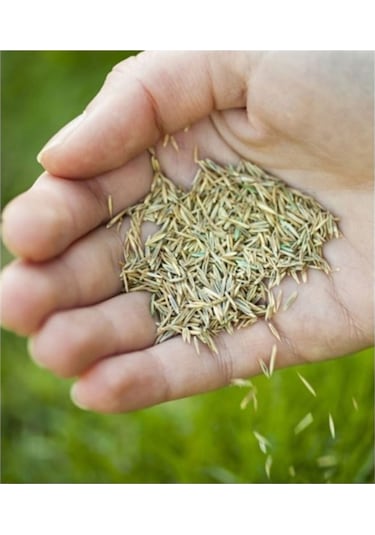 Agrobazaar Bermuda Çim Tohumu Uganda Çim Tohumu 1 Kg