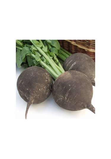 Iri Siyah Turp Tohumu 50 Adet Tohum Kara Turp