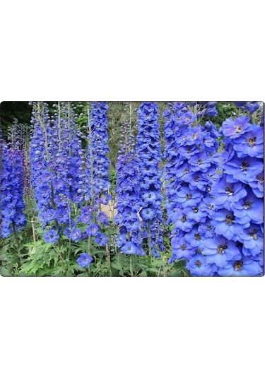 Hazeran Çiçeği Tohumu 30 Adet Saray Çiçeği 4 Al 3 Öde