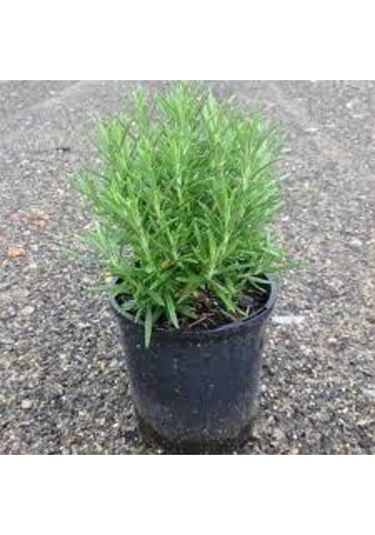 50 Adet Nadir Biberye Tohumu Biberiye Tohumu Saksı Toprak Hediye Sürpriz Hediye Tohumludur..