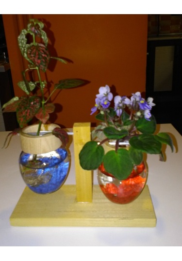 Topraksız Bitki ve Çiçek için Ahşap Ayaklı Cam Vazo