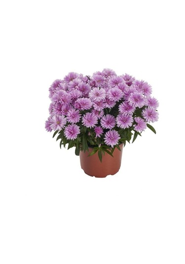 Yıldızpatı Çiçeği Tohumu 10 Tohum Çiçek Tohumu Yıldız Patı Çiçeği Tohumu