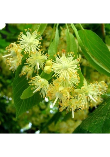 3 Yaş Ihlamur Ağacı Fidanı 130-150 Cm