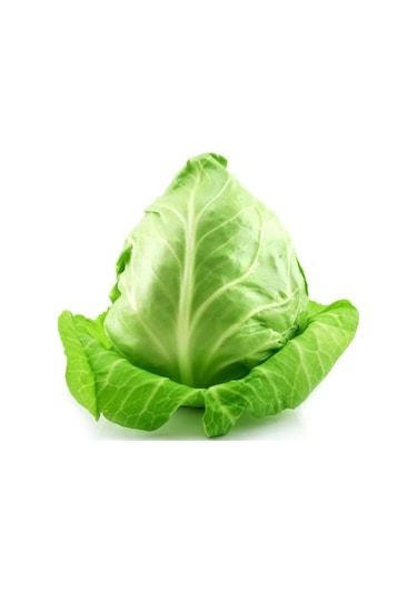 200+ Erkenci Jersey Lahana Tohumu N112420