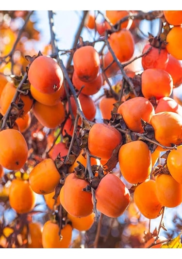 Çikolata Aromalı Trabzon Hurma Fidanı ( Cennet Elması )