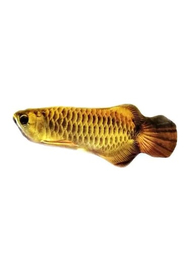 Peluş Arowana Balığı Kedi Oyuncağı 20 CM