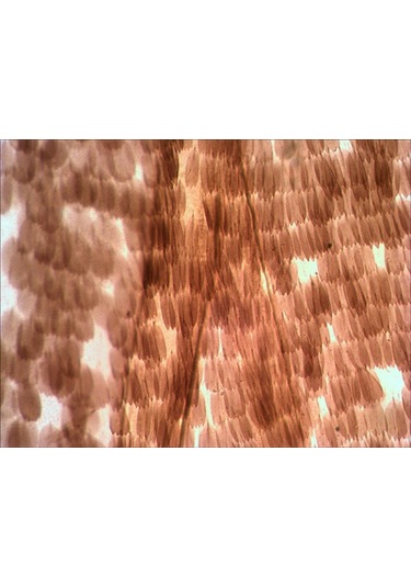 Levenhuk N10 NG Hazırlanmış Slayt Seti