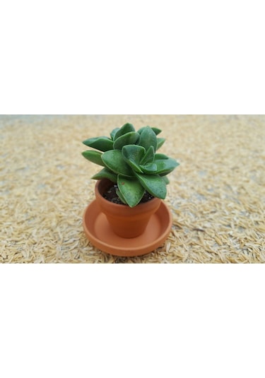 Crassula Springtime - 5 Adet Sukulent - Teraryum Bitkisi