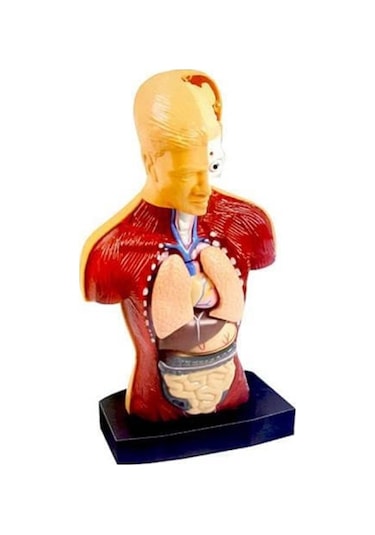 Kızılkaya Yarım İnsan Vücudu 3d Eğitim Seti 3301