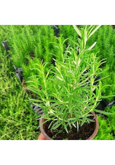 Saksıda Biberiye 3 Adet - Mutfakta Hazır Biberiye Rosmarinus