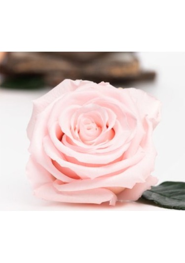 Rose Amor PİNK - 04 PEMBE şoklanmış solmaz gül XL