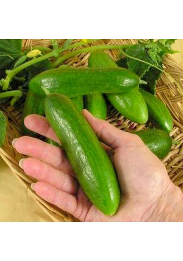 Yerli Doğal Kokulu Çengelköy Hıyarı Badem Salatalık 50 Adet Tohum