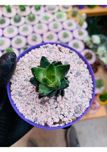 Haworthia Reinwardtii Özel Tür Haworthia