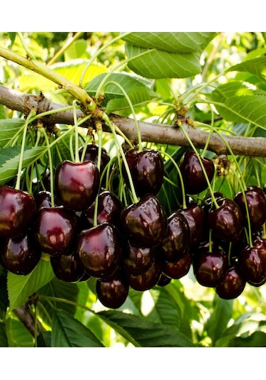 2 Adet Kara ( Siyah ) Kiraz Fidanı 3 Yaş