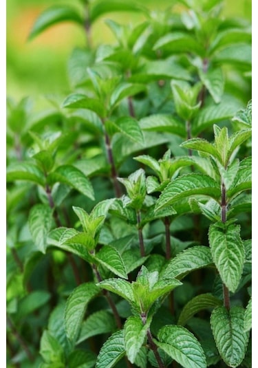 300 Adet Tohum Organik Balkon Nanesi Bahçe Için Uygundur Kaliteli Organik Tohum Saksı Topraklı