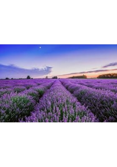 50 Adet Lavanta Açık Kök Intermedia Fidanı Fidesi