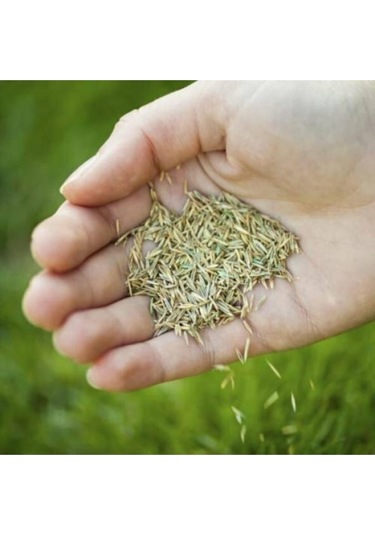 Çim Tohumu 3 Lü Karaşım Ithal Çim Tohumu 1000 Gram Tohum