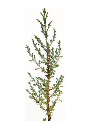 Ahşap Saksıda Çam Fidanı 5 Adet -