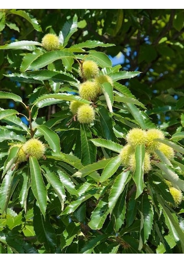 Kestane Fidanı Castanea Sativa ,
