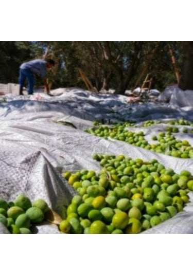 ZEYTİN SERGENİ 4 X 12 ZEYTİN HASAT ÖRTÜSÜ OVERLOKLU ZEYTİN SERGİS