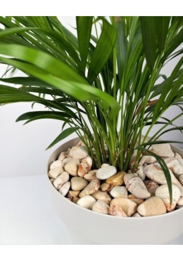 Sarı Çizgili Dolomit 1 Kg 2-4 Cm Sarı Dolomit Taş