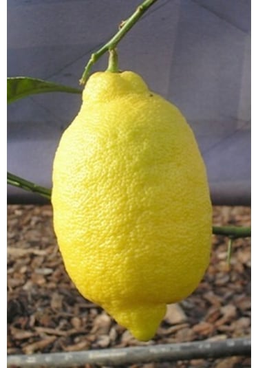 Tüplü Aşılı Enterdonat Limon Fidanı 2 Yaş 100-120 Cm