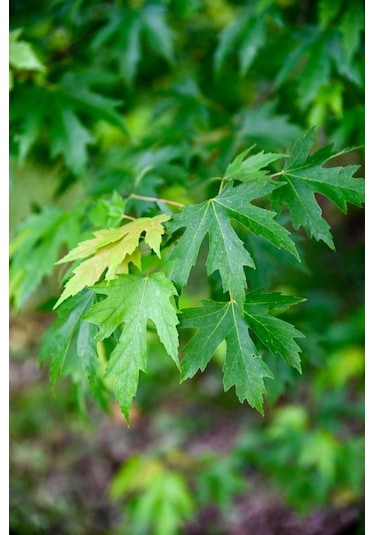 Göz Alıcı Sonbahar Renkleri İçin Şeker Akçaağaç Fidanı 2 Yaş