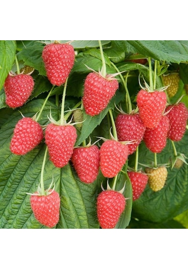 Tüplü Çok İri Meyveli Yediveren Nevada Ahududu Fidanı