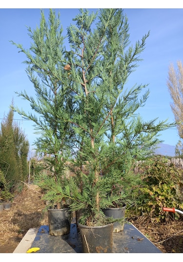 Leylandi, Çit Çamı 100-130 Cm. Boyunda, 2 Litre Saksıda