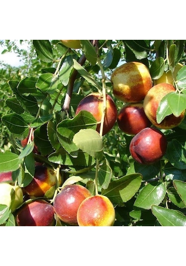 Tüplü Nadir Bulunan İri Meyveli Hünnap Fidanı