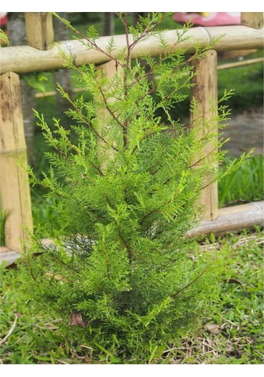 Ithal Limoni Selvi Limon 30 50 Cm 1 Adet Tüplü Dış Mekan Bitkisi Cupressus Macrocarpa
