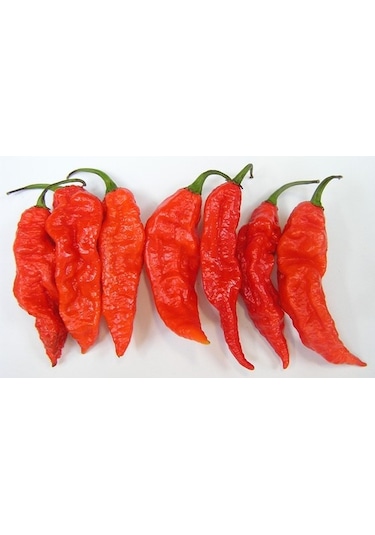 5 Adet Bhut Jolokia Çok Acı Biber Tohumu- Dünyanın En Acı Biberi
