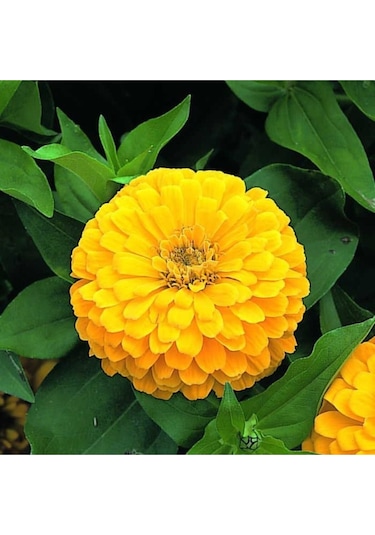 Sarı Renk Zinnia Çiçeği Tohumu