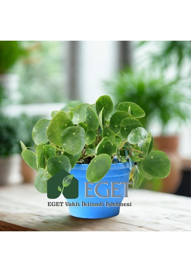 Eget Çin Para Bitkisi Pilea Peperomioides