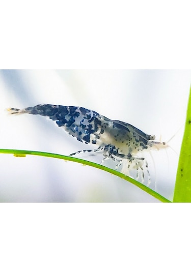 Rili Karides Karbon 4 Ad 1-1.2 Cm