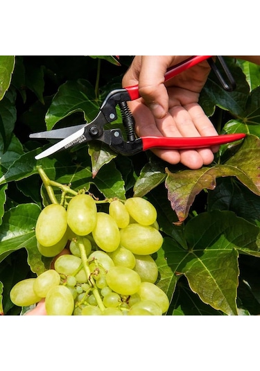 Berger 1600 Üzüm Ve Naranciye Toplama Makası 20 Cm