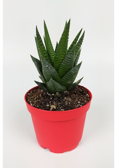 Haworthia Limifolia Sukulent 8.5 Cm Kırmızı Saksıda Büyük Boy