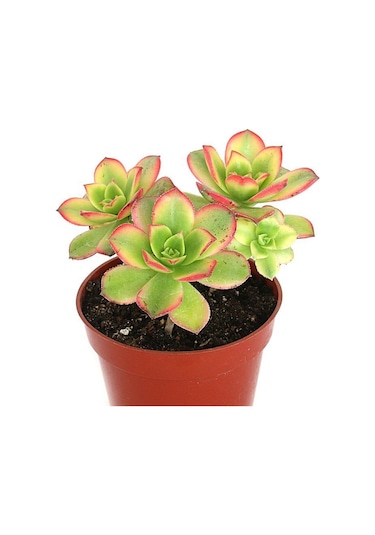 Aeonium Kiwi - 50 Adet Sukulent - Teraryum Bitkisi