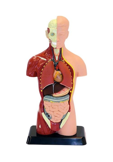 İnsan Vücudu Küçük Boy 27 Cm 8 Parça