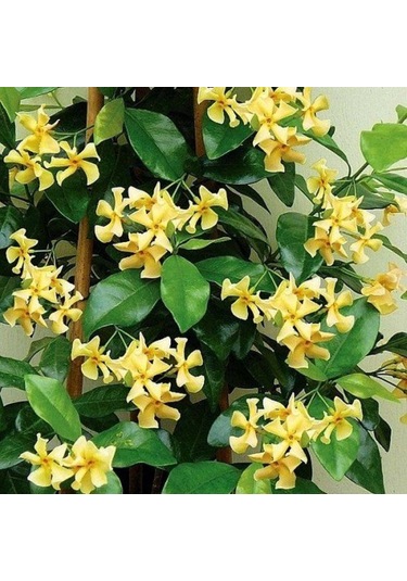 Sarı Çiçekli Sarmaşık Yasemin "star Of Toscane" 1-2 Yaş Arası